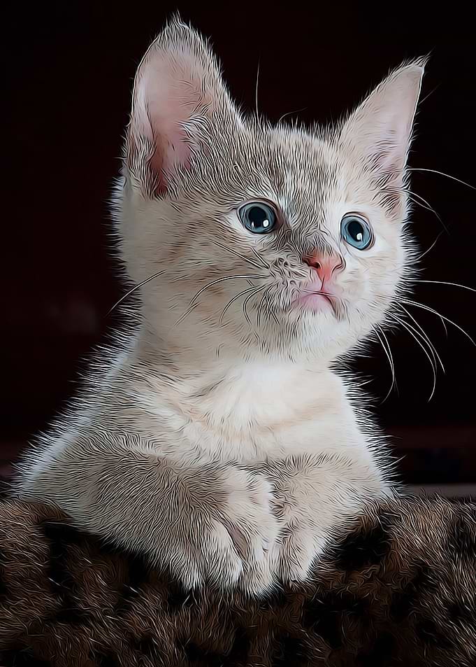 Animals Cats