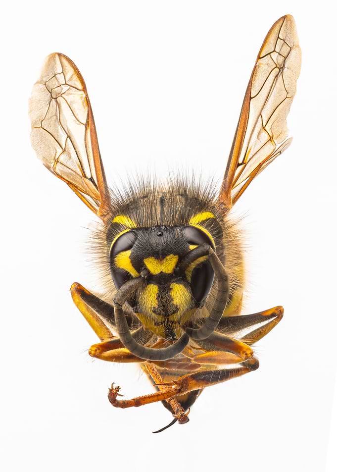 Wasp