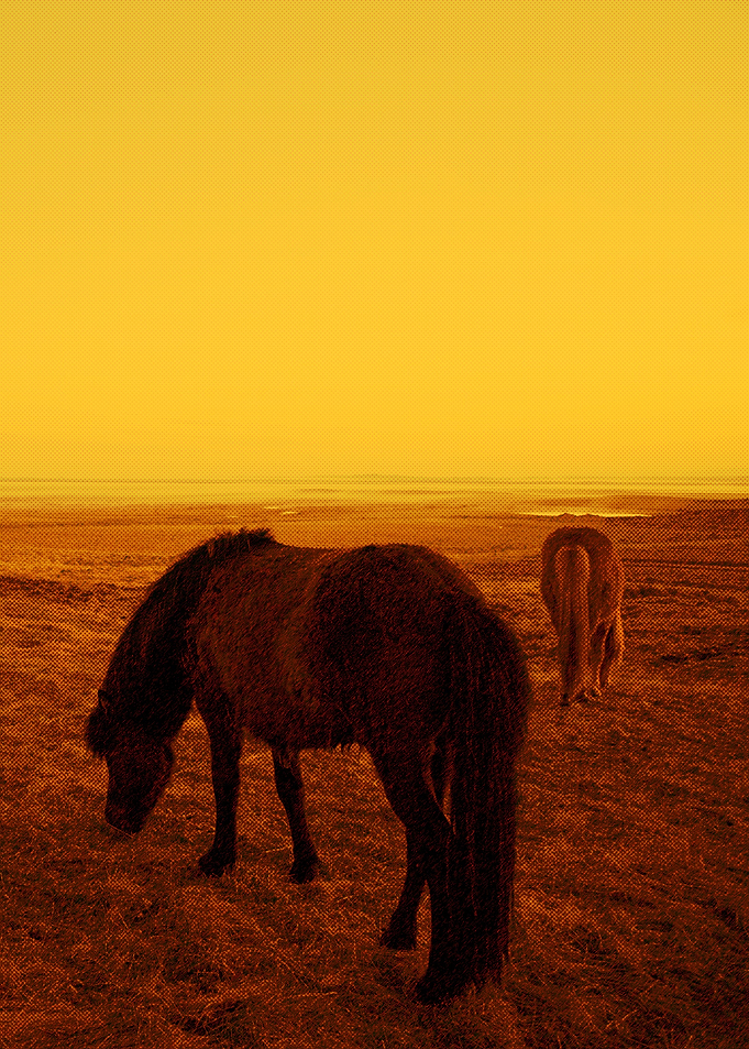 Horses of Iceland