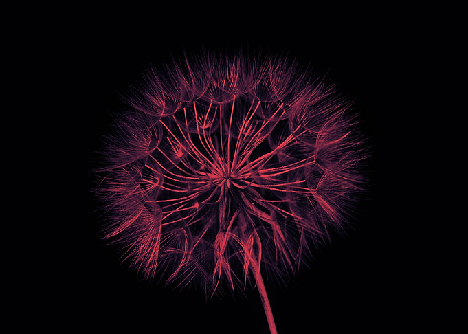 Red dandelion macro shot