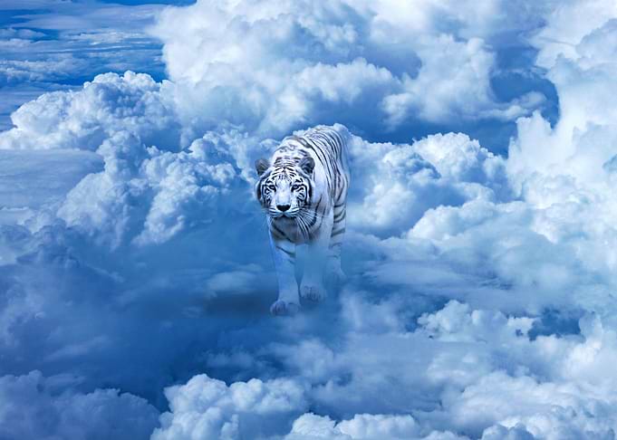 White tiger on the clouds