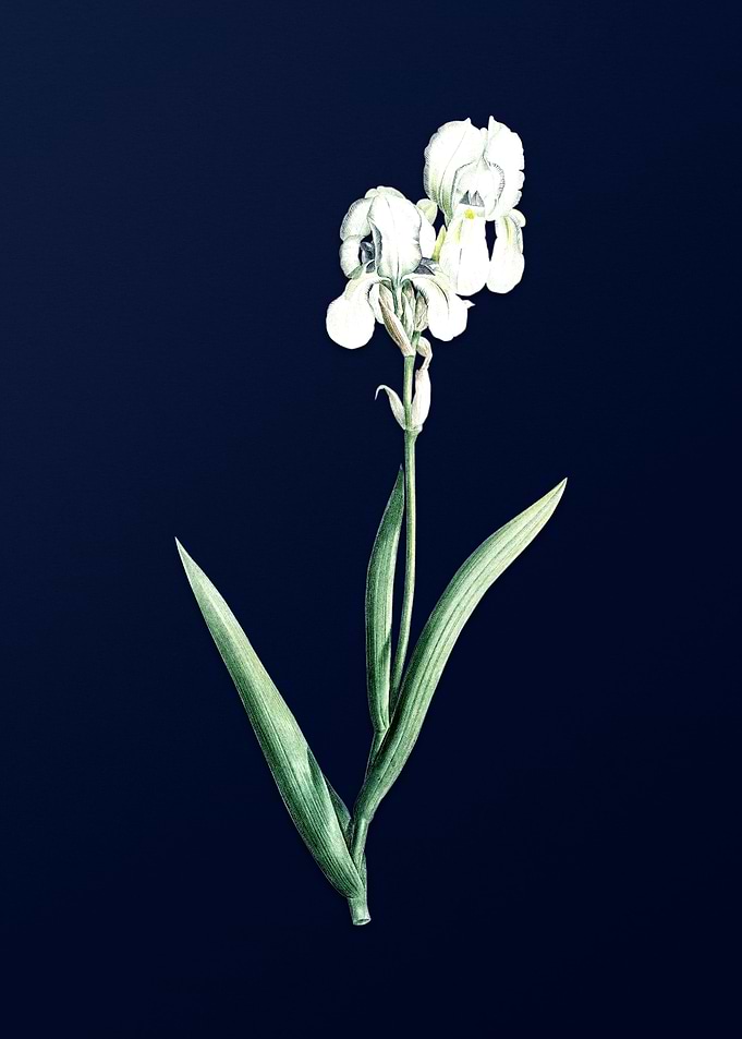 Blue Flower on Deep Blue