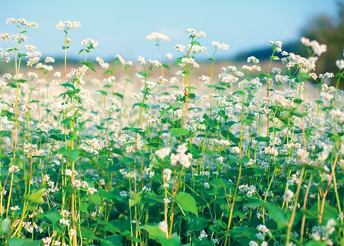 Agriculture Bloom Blossom