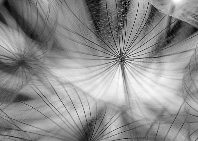 Dandelion macro shot