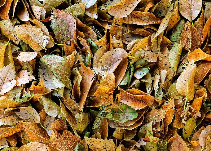 Rotting leaves