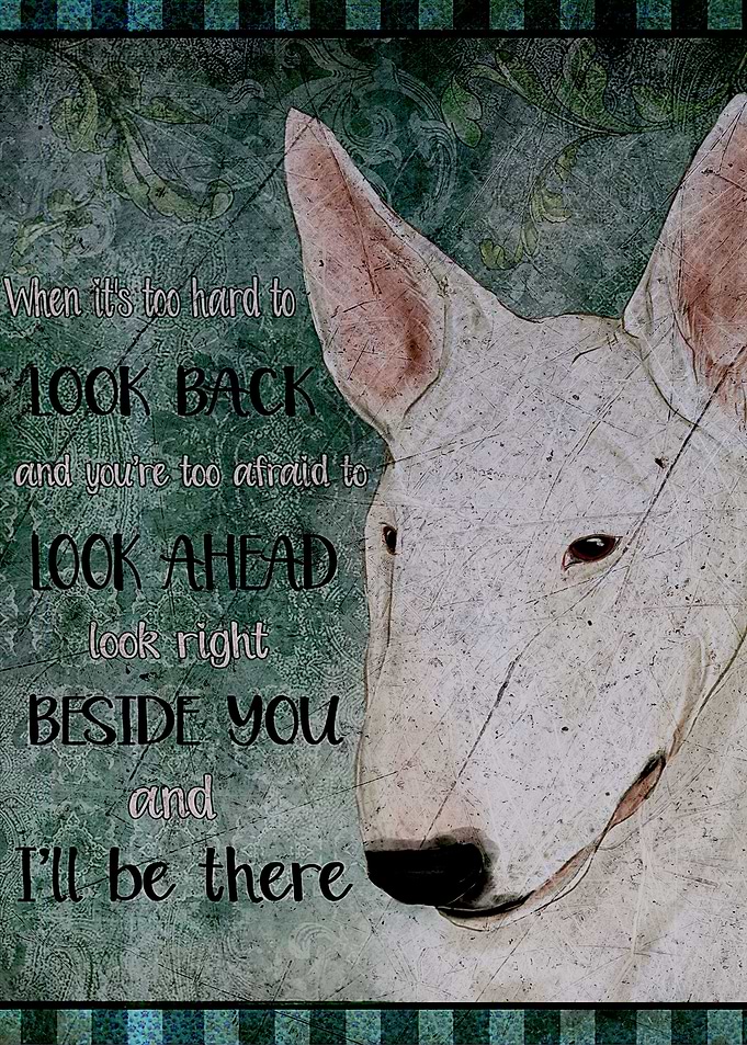 Bull Terrier