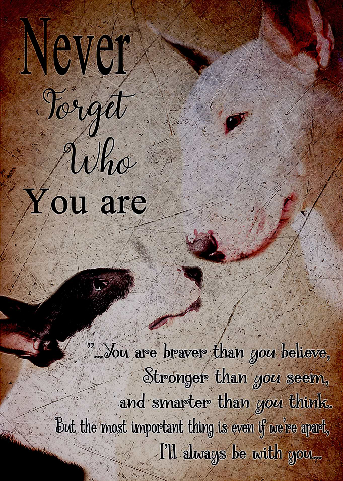 Bull Terrier