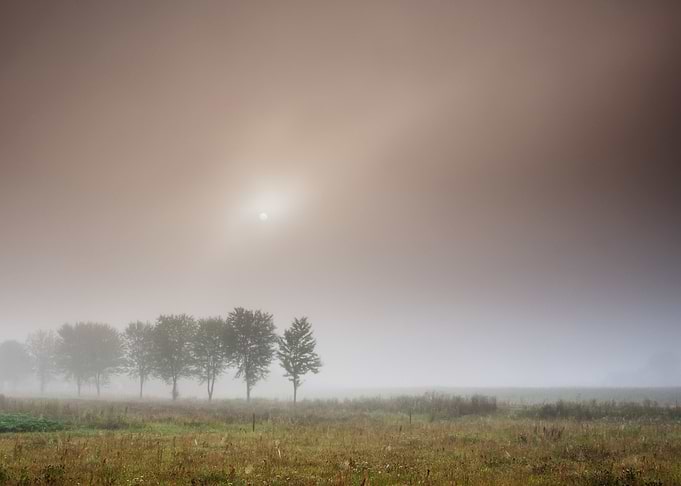 Outdoor Sunlight Fog Tree