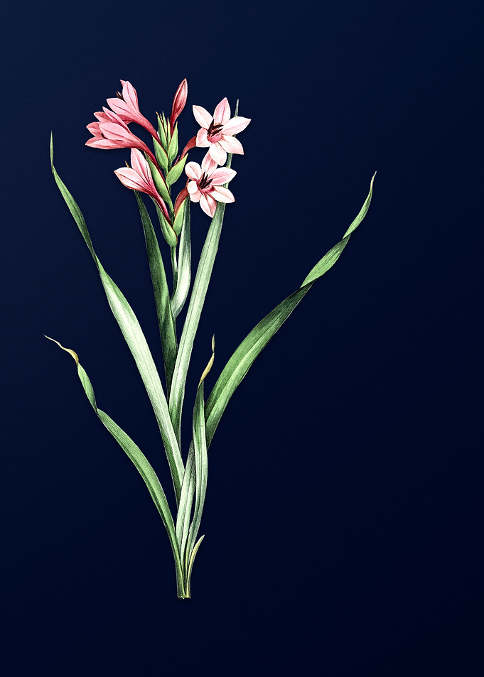 Pink Flower on Deep Blue
