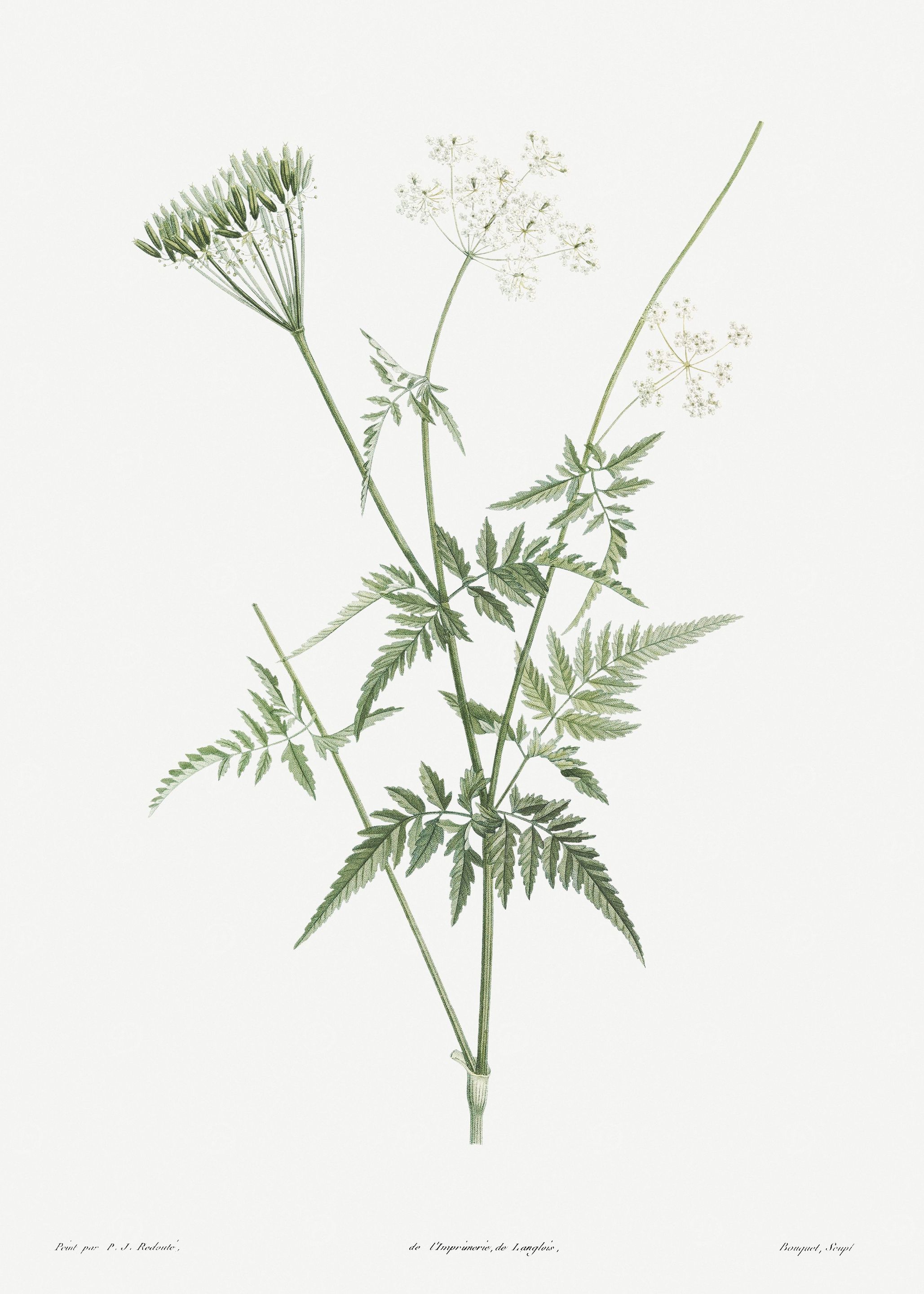 Flower Illustration
