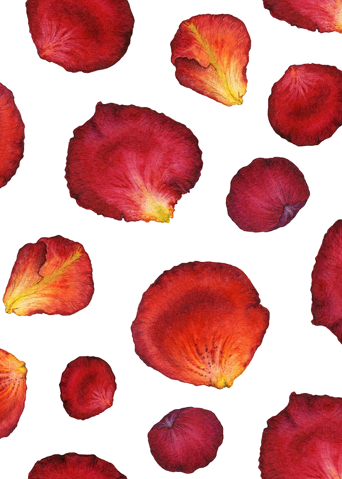Rose Petal Pattern 03