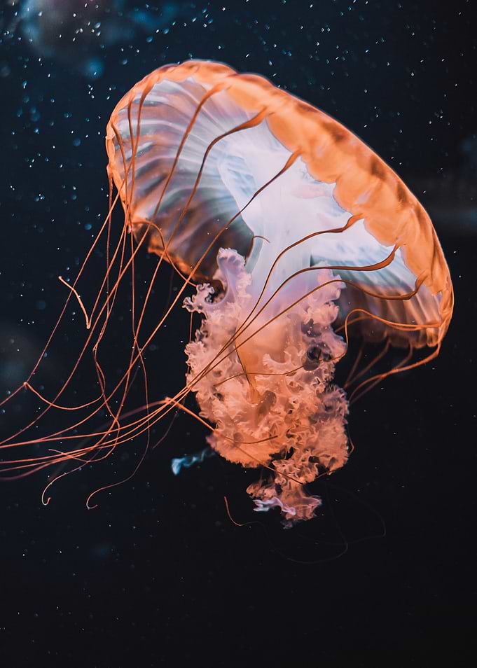 Jellyfish