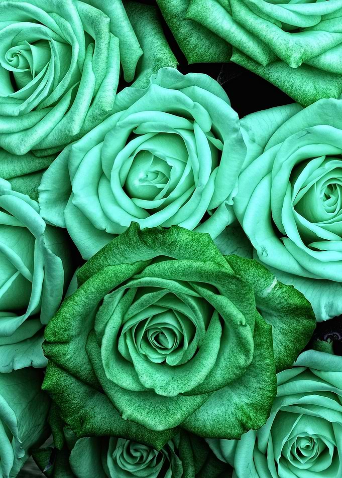 Sea Green Roses