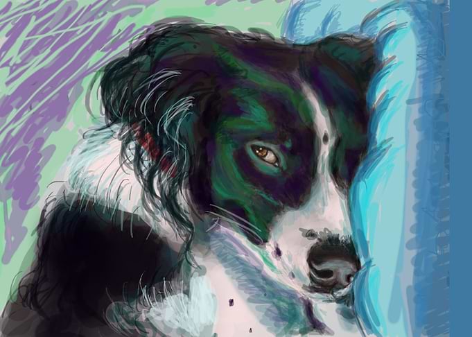 Bordercollie puppy
