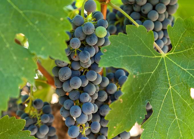 grapes