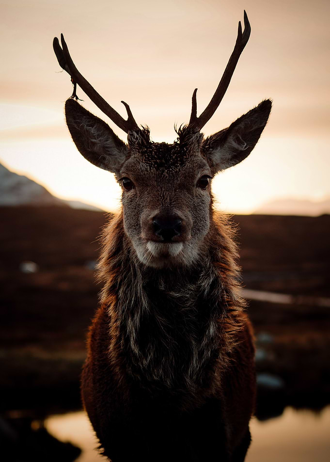 Reindeer