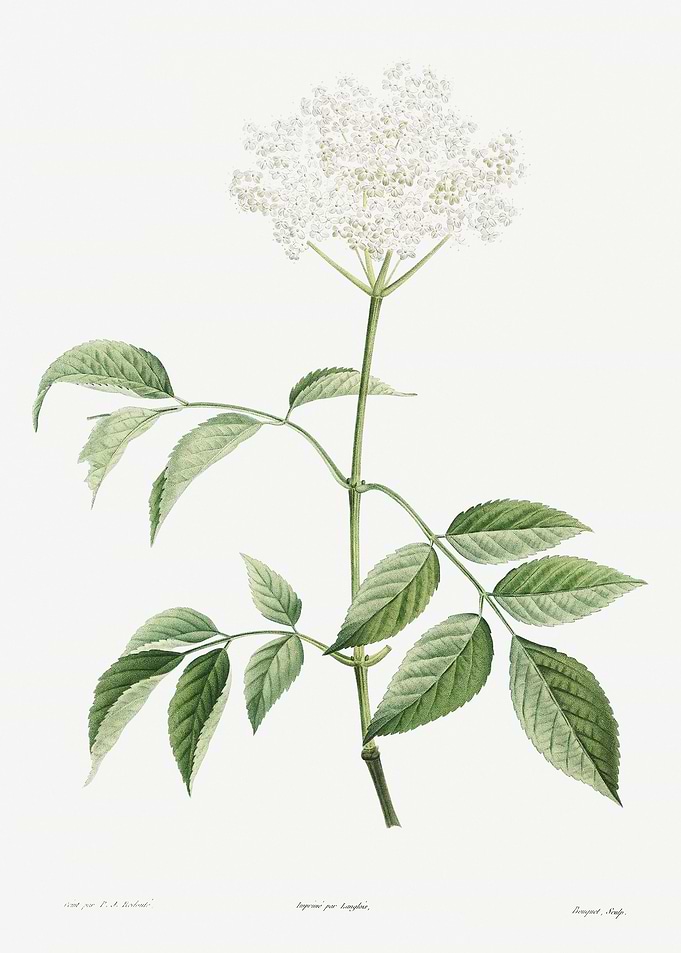 Flower Illustration
