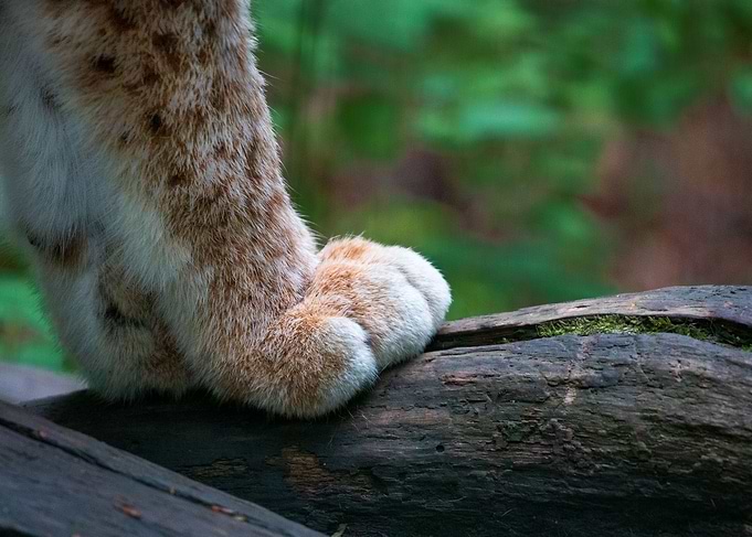 Paws