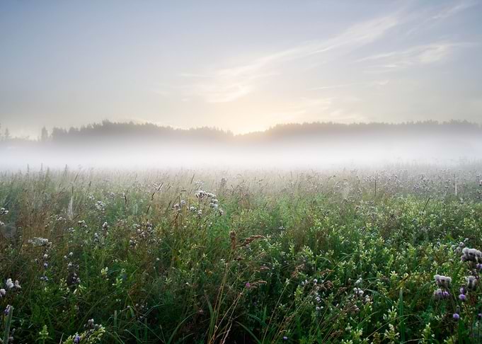 Sunset Meadow Farm Outdoor