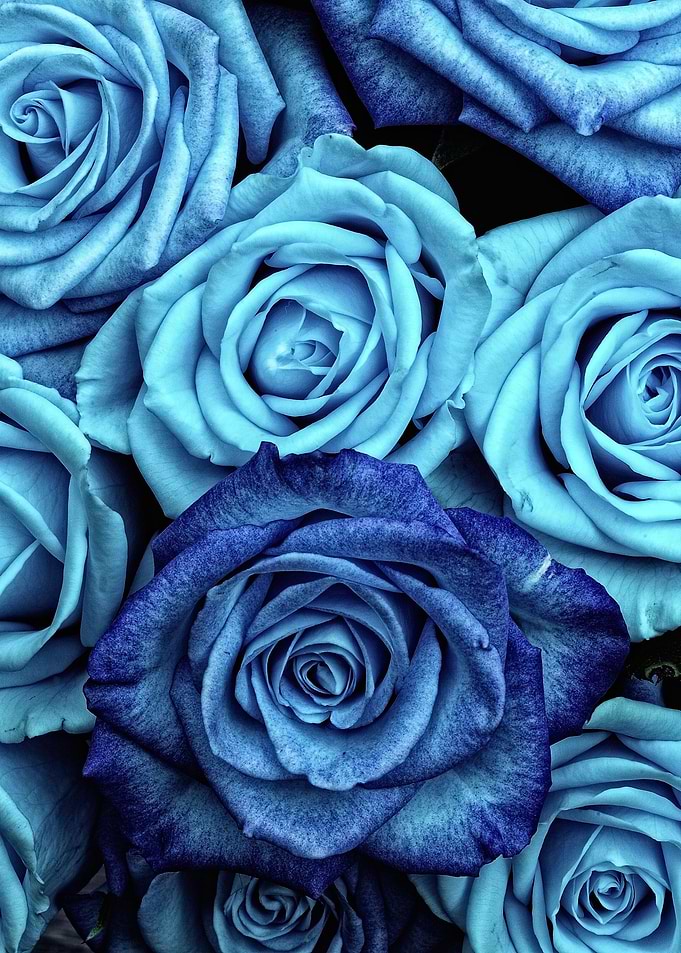 Blue Roses