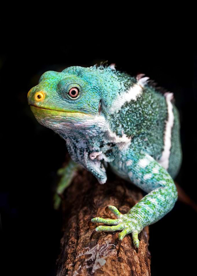 Iguana