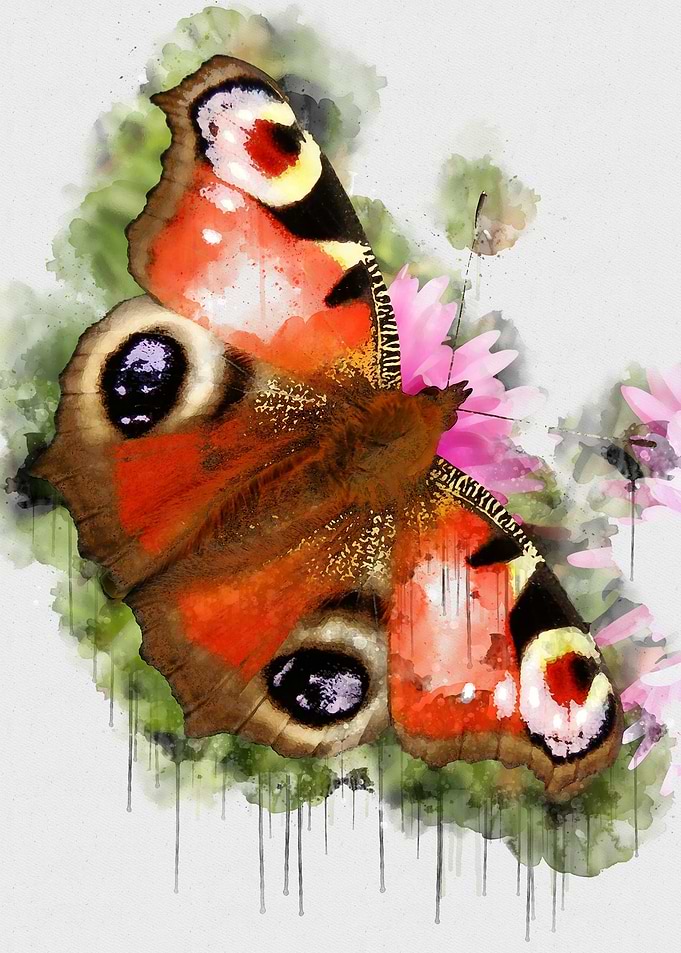 Butterfly watercolor paint