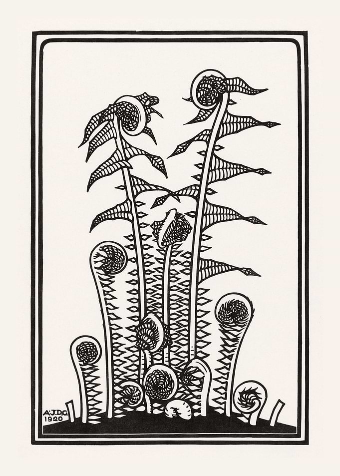 Ferns