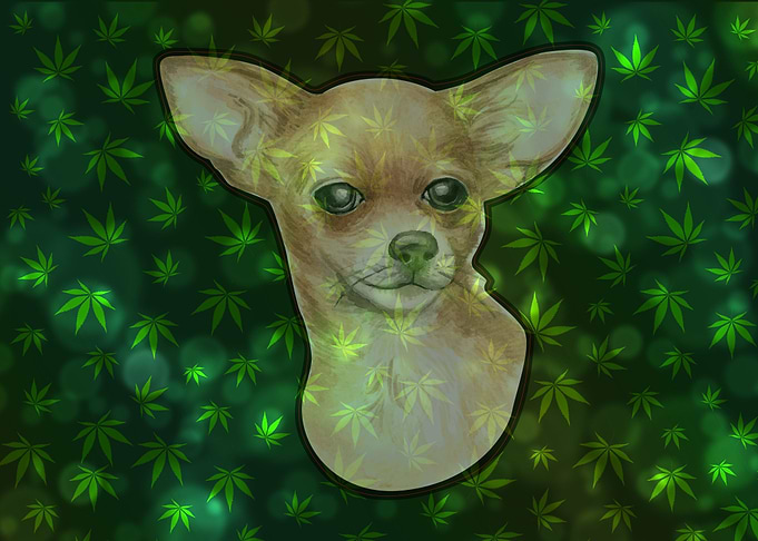Cute Marijuana Chihuahua