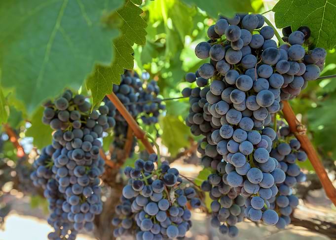 grapes