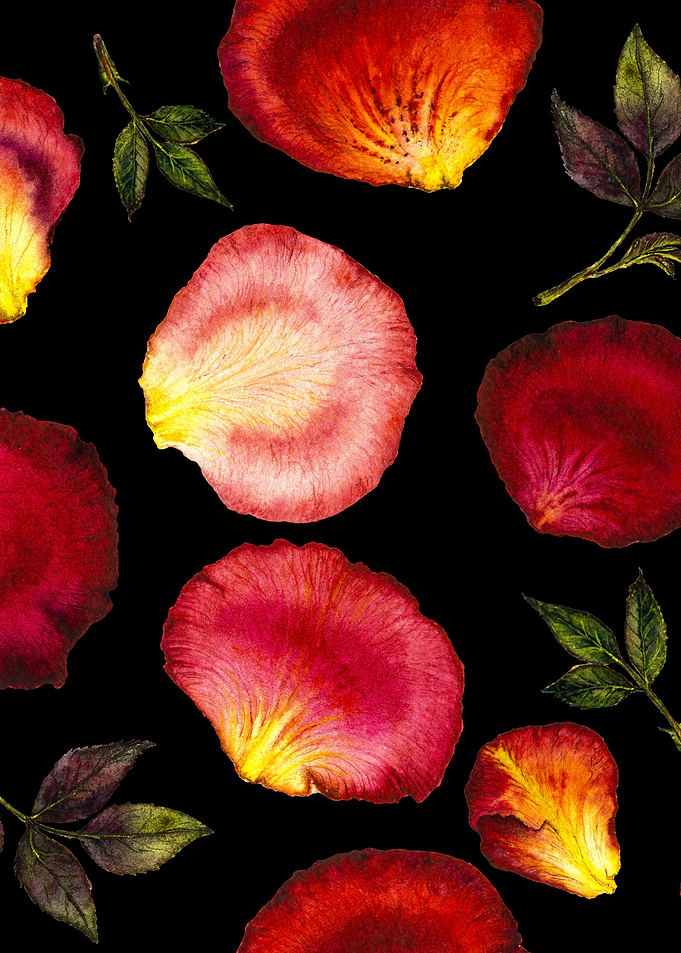 RosePetal Pattern Black 01