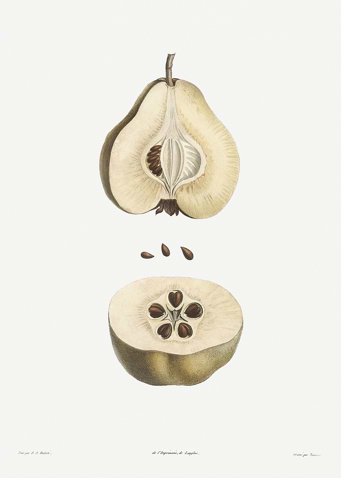 Flower Illustration