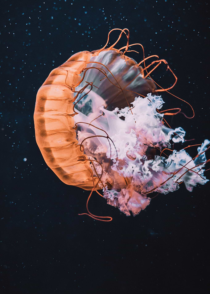 Jellyfish