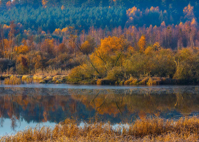 Landscape Lake Trees Morni