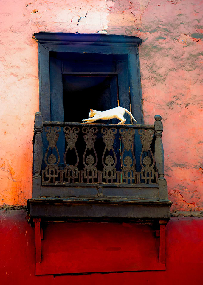 white cat in balcony