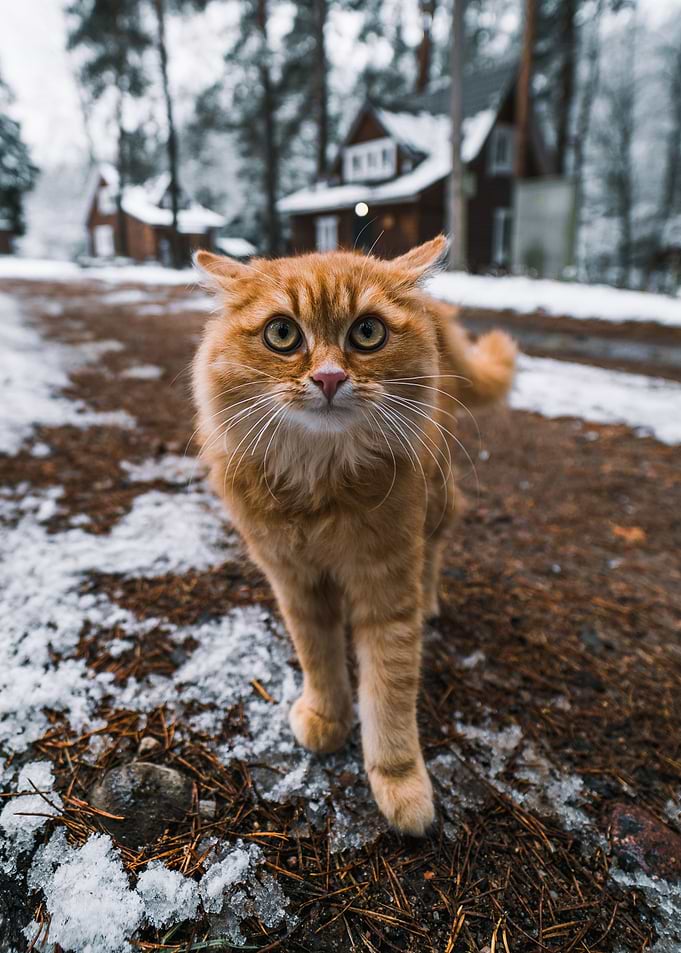 Cat