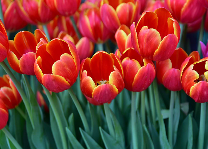 orange tulips