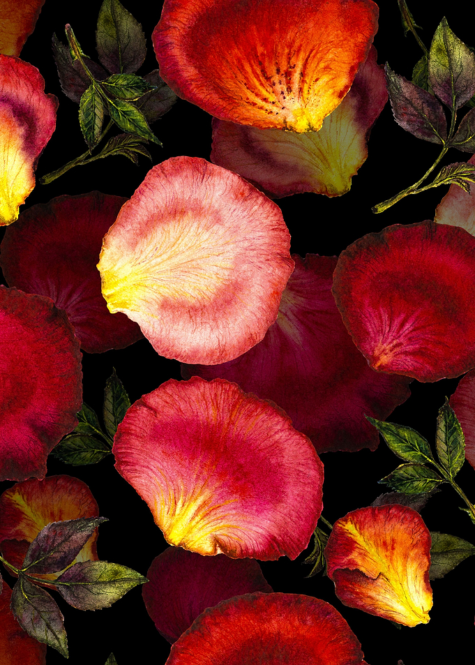 RosePetal Pattern Black 02