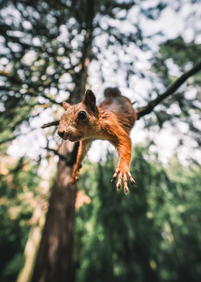 Squirrels