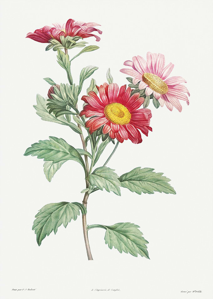 Flower Illustration