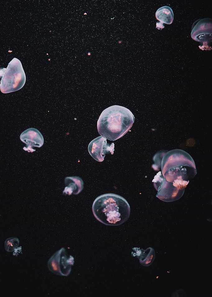 Jellyfish