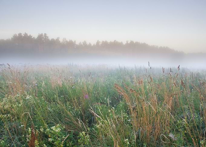 Sunset Meadow Farm Outdoor