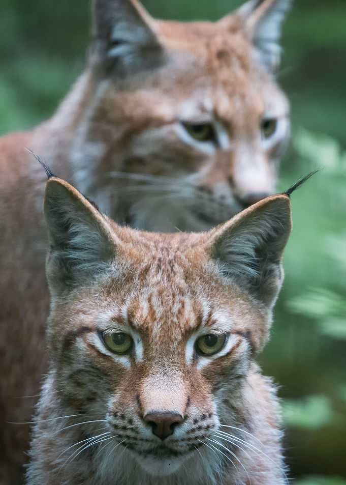 Siblings