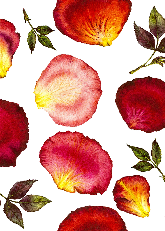 Rose Petal Pattern 01