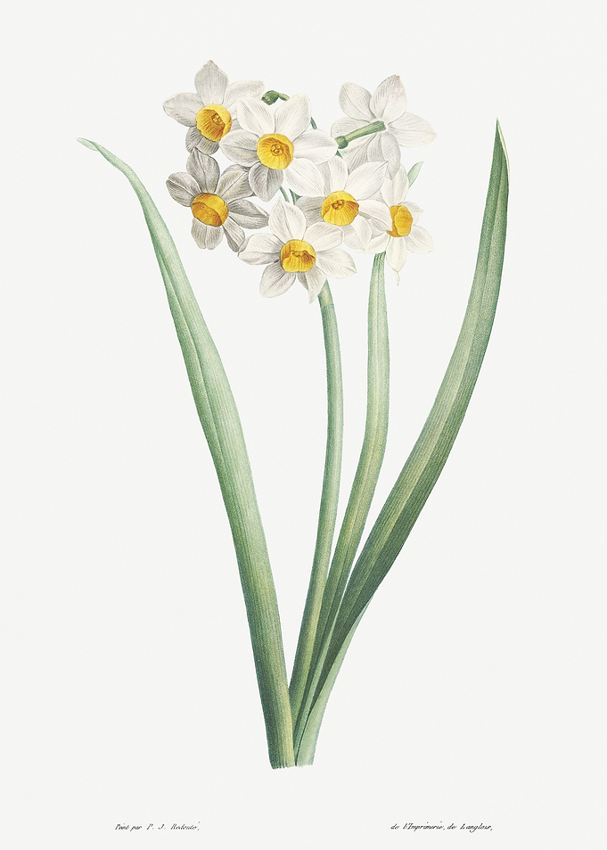 Flower Illustration