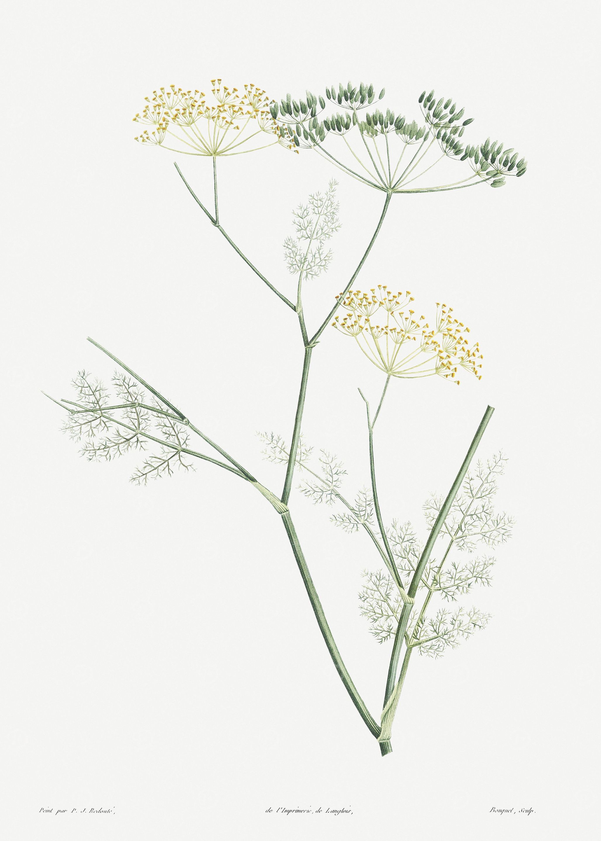 Flower Illustration