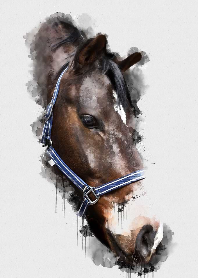 Horse watercolour