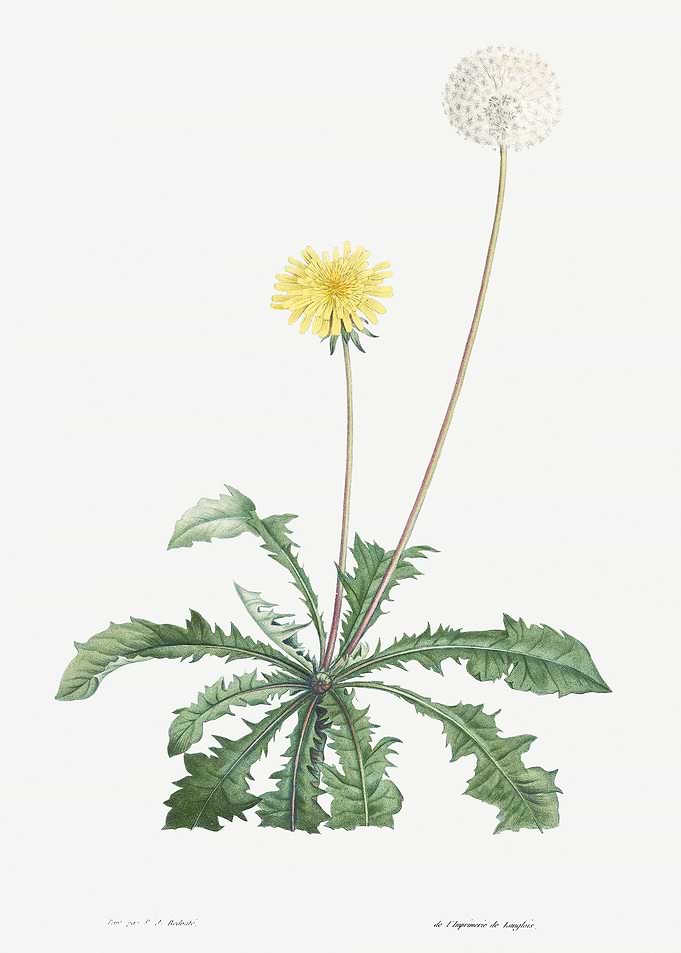 Flower Illustration