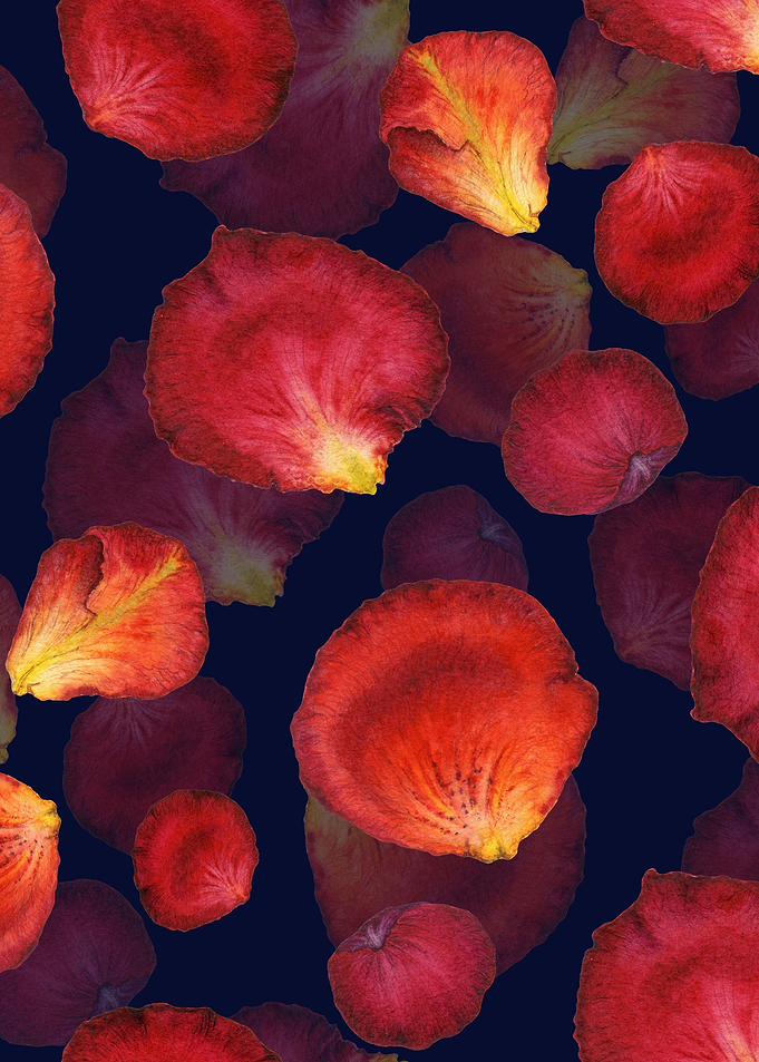RosePetal Pattern Black 04