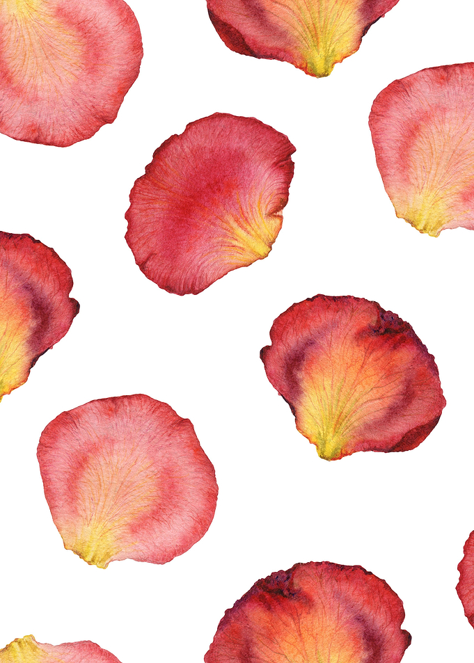 Rose Petal Pattern 05