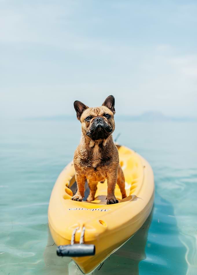 Dog